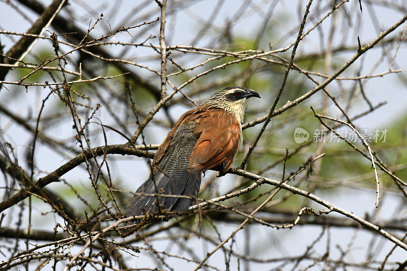 White-browed Coucal